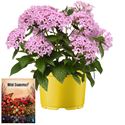 Afbeelding van Ms P12 Pentas Lavender